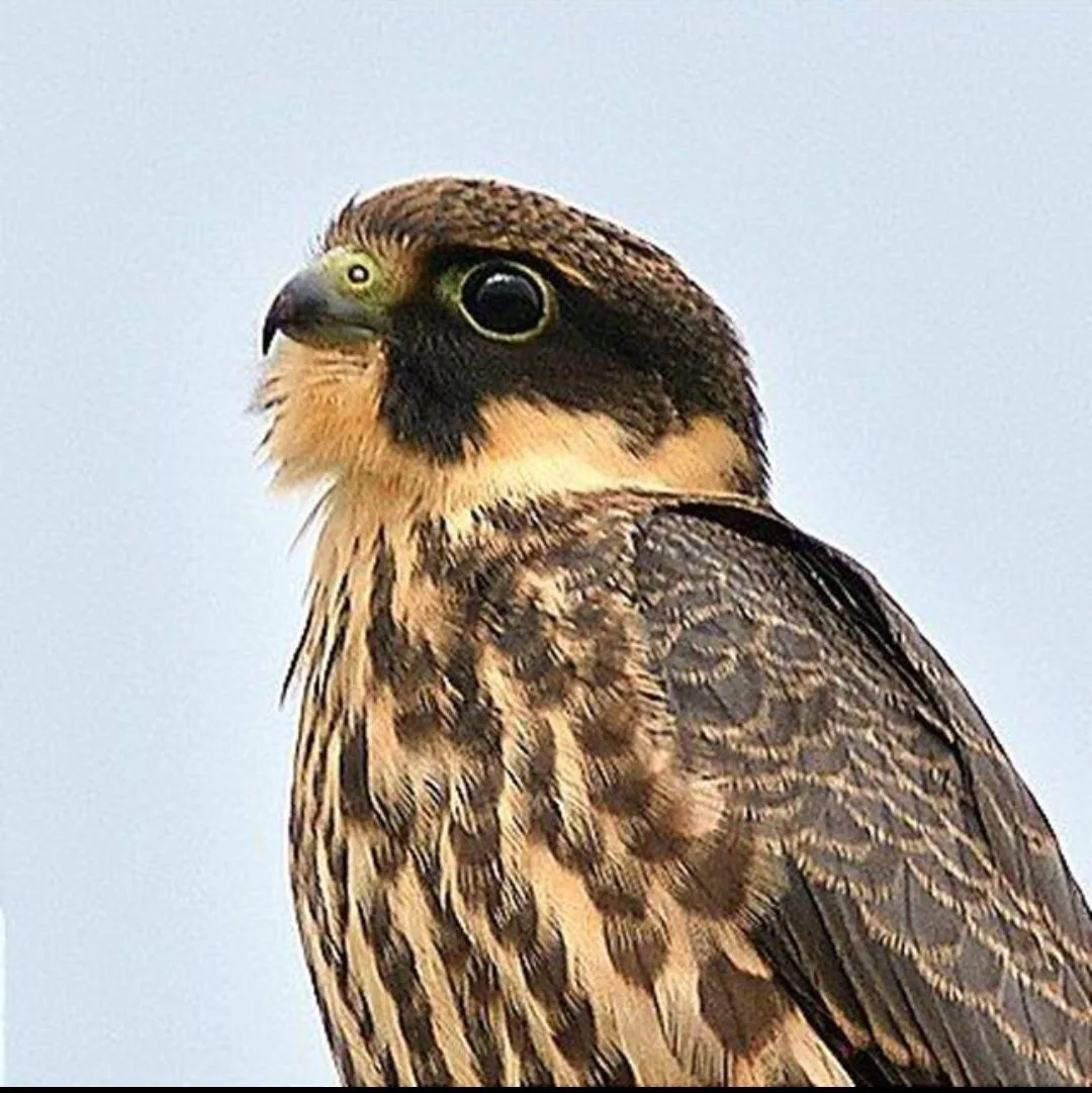 SAN_Birds_Nature — канал в мессенджере MAX
