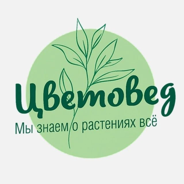 Цветовед — канал в мессенджере MAX