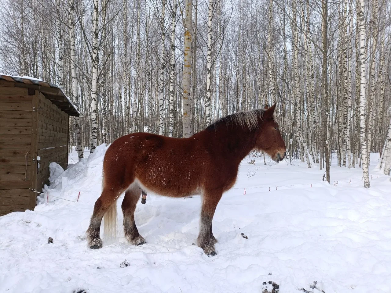 Мир свободной лошади Royal Horse Кострома