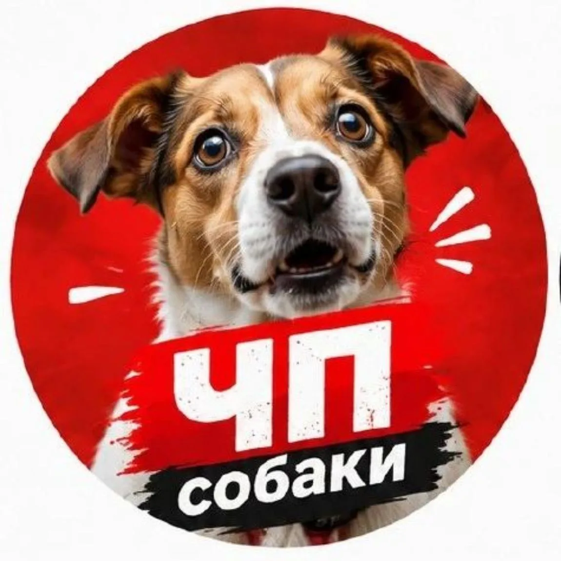 ЧП Собаки — канал в мессенджере MAX