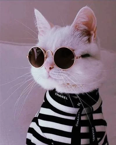 Кошки. Котики 🐈