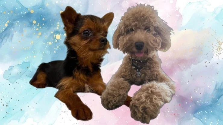 Кошечки собачки