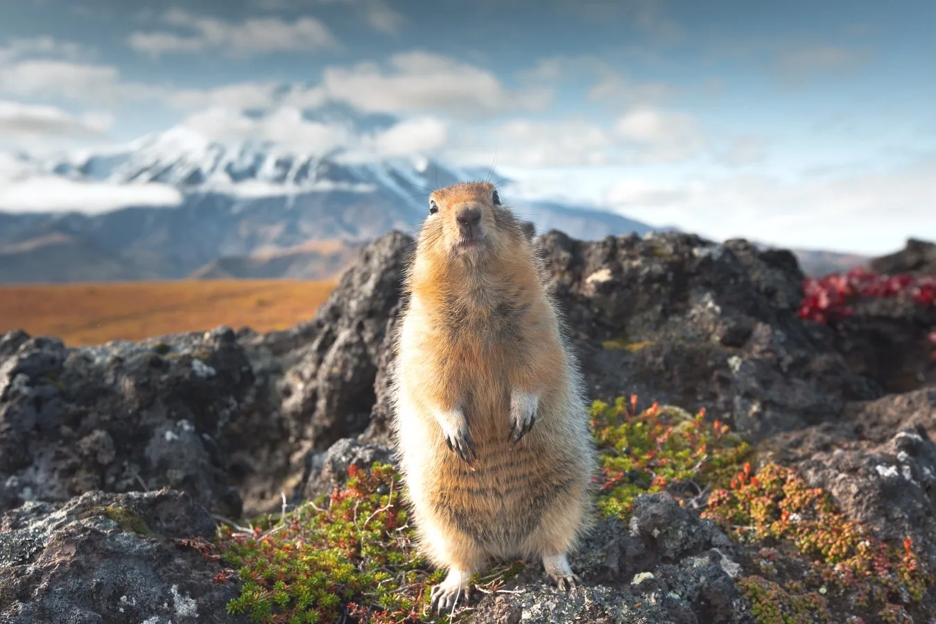 Логотип канала