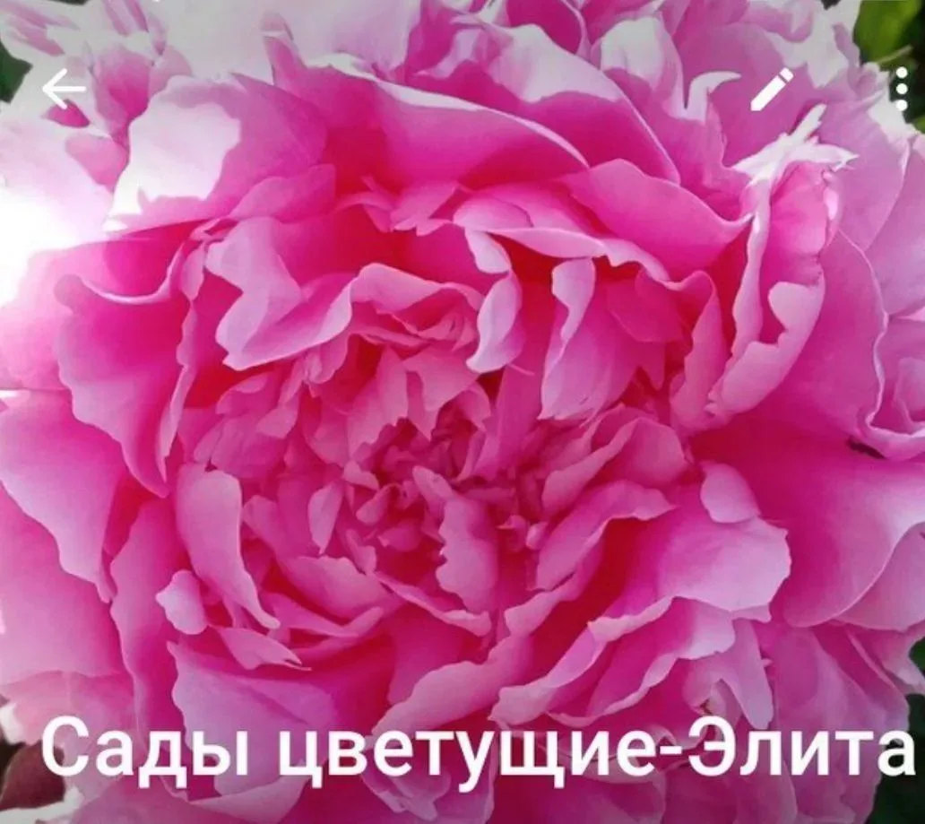Сады цветущие Элиты-канал — канал в мессенджере MAX