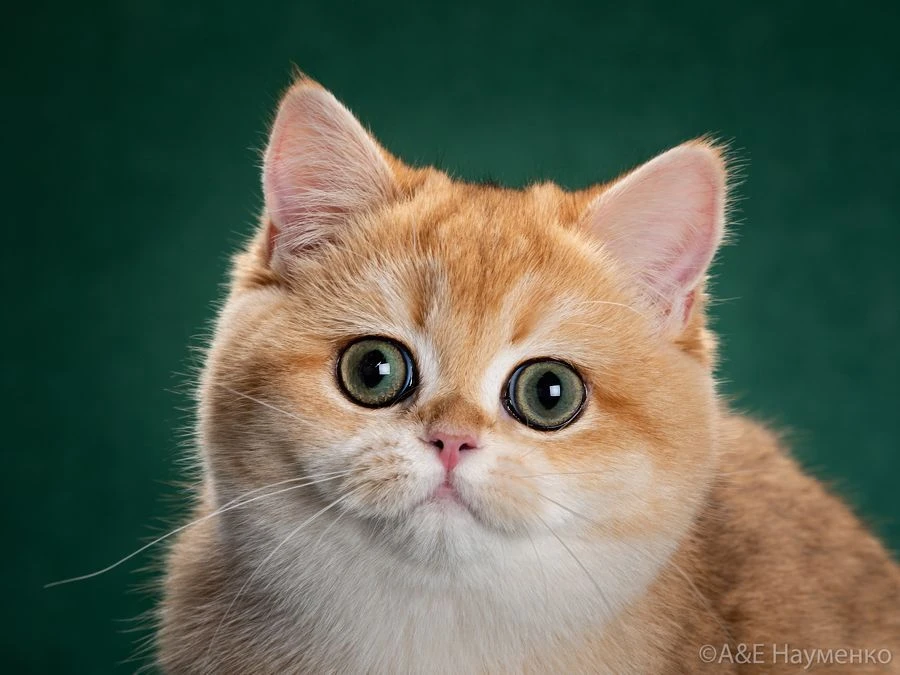 MAX-канал Питомник Британских шиншилл🍏Apple Wood🍏 (Яблочный Лесок)