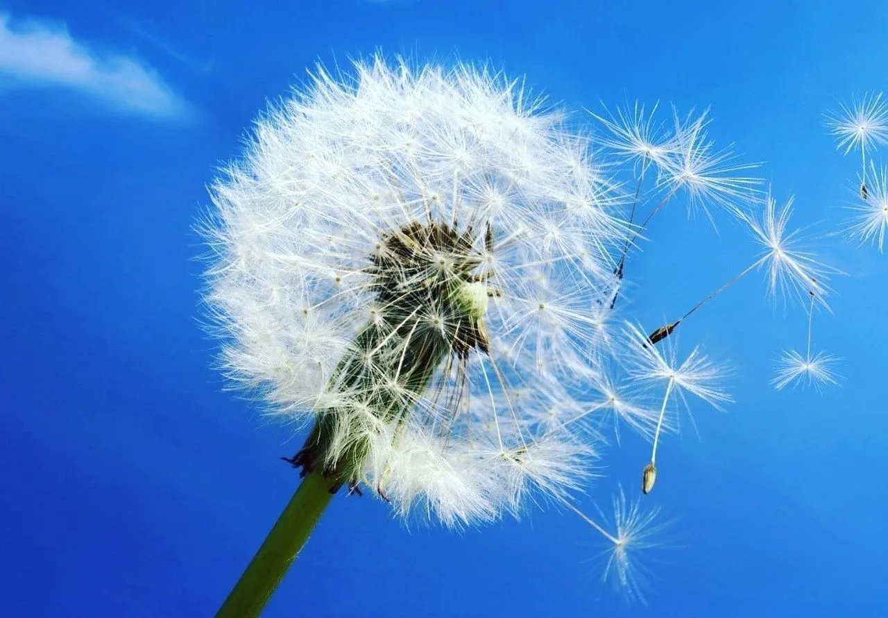 МБ ДОУ "Детский сад №117" Новокузнецкого ГО