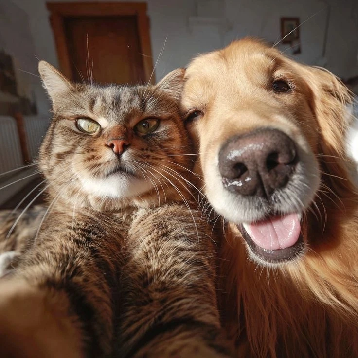 Котопёс | Смешные животные