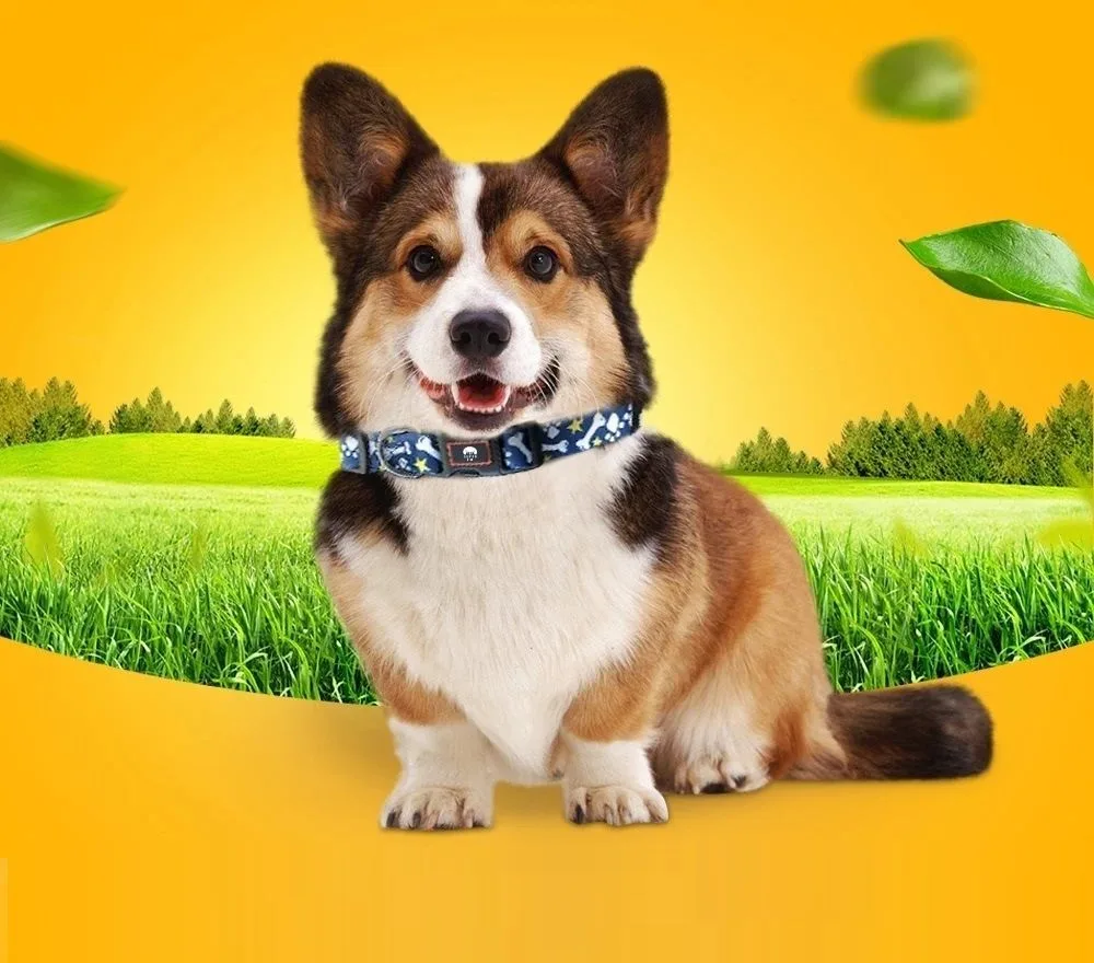 Корги - продажа щенков — канал в мессенджере MAX
