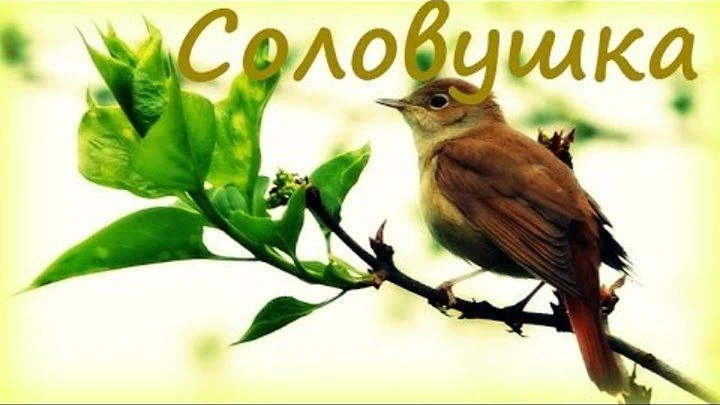 МБДОУ "ЦРР - д/с №57 "Соловушка" г. Альметьевска"