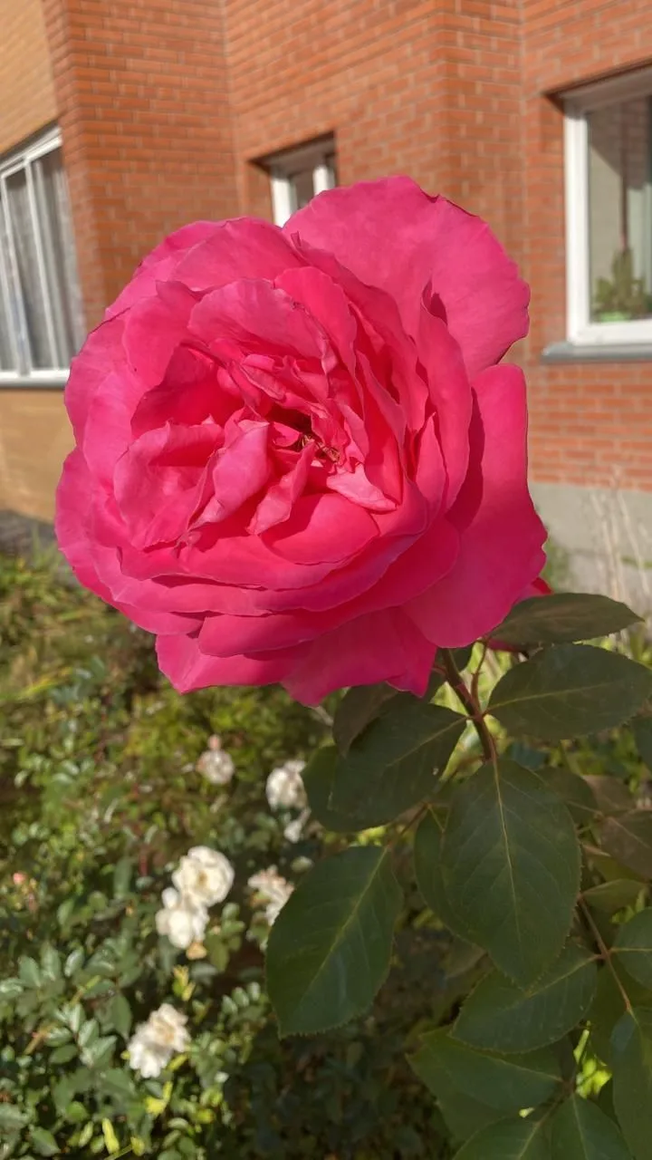 ТСЖ "Феникс" Выборная, 91/1