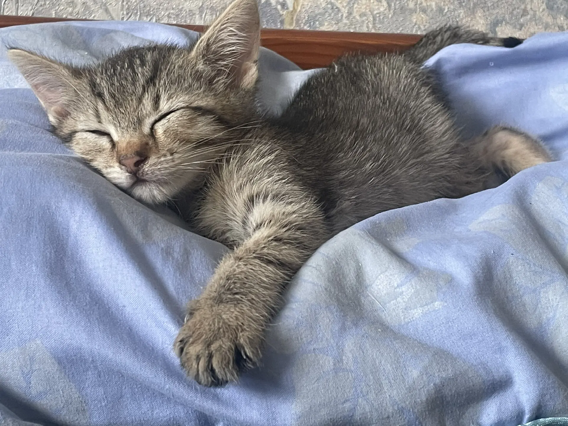 Записки кота - мечтателя 🐾 — канал в мессенджере MAX