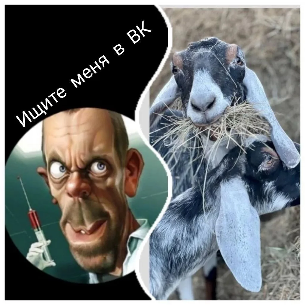 Айболит - животноводство, козоводство🐐 — канал в мессенджере MAX