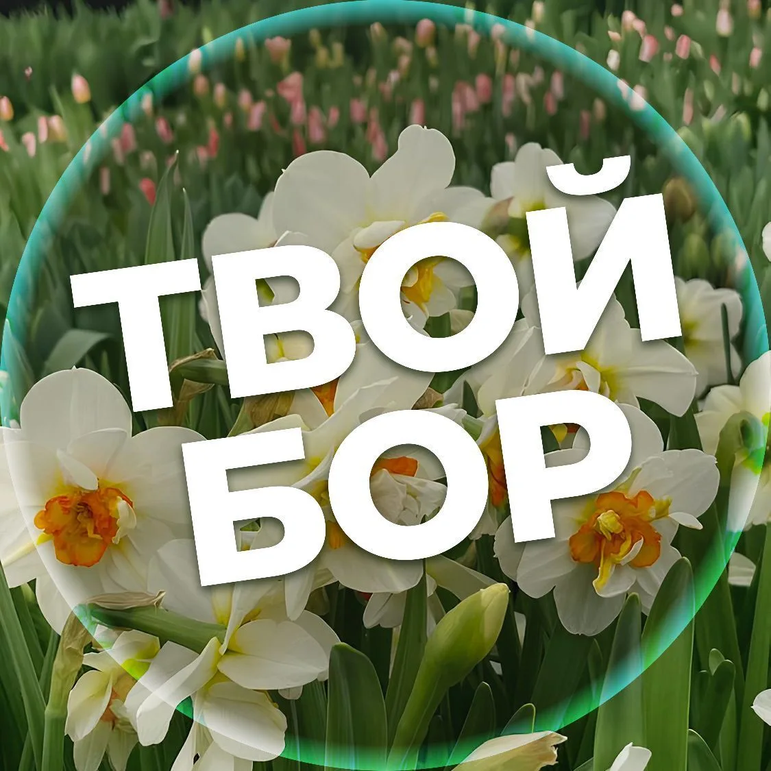 Твой Бор | tvoy-bor.ru