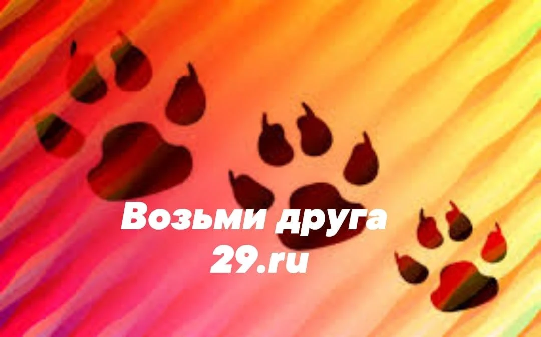 Возьми друга | Отдам в добрые руки 29.ru — канал в мессенджере MAX