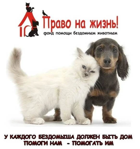 Помощь животным Ноябрьска — канал в мессенджере MAX