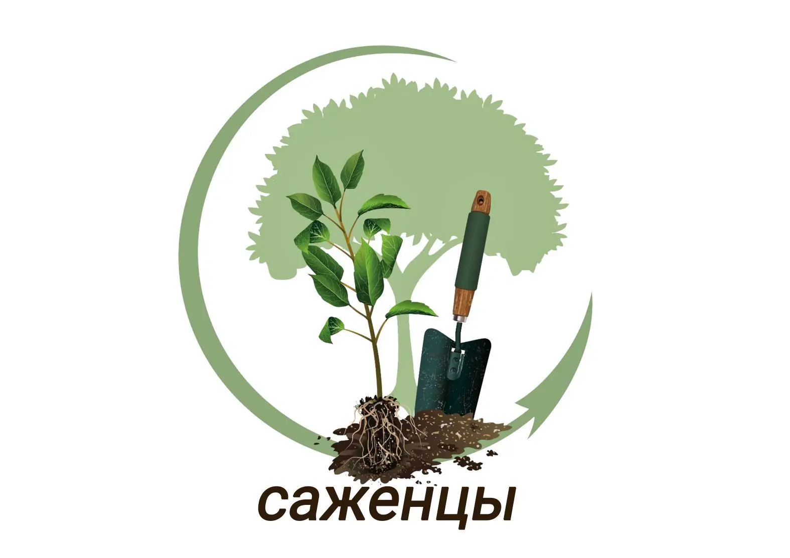 Саженцы