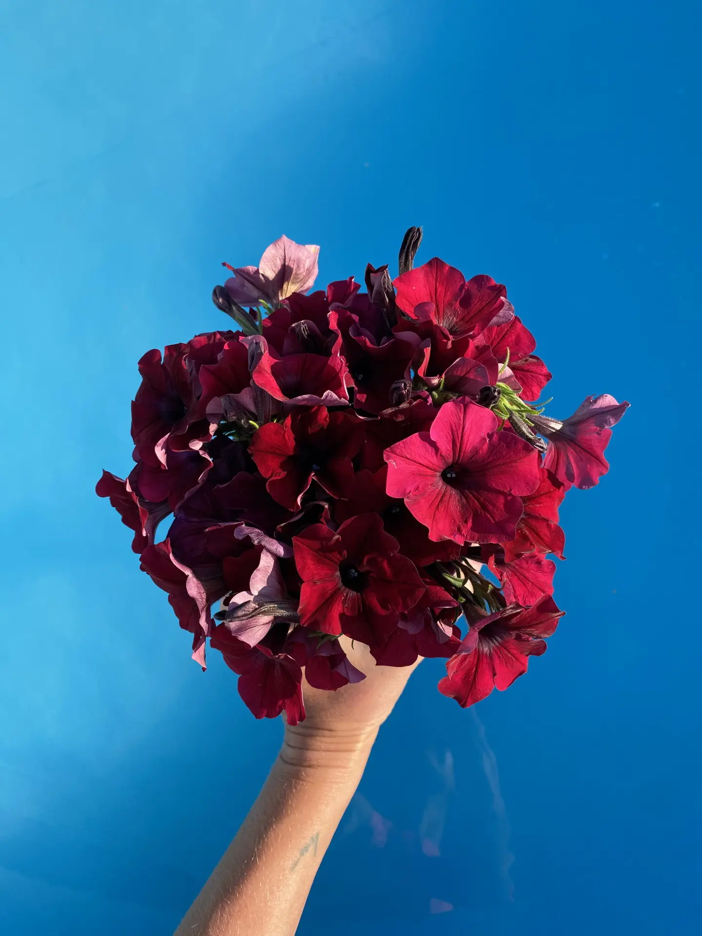 АЛЕНЬКИЙ ЦВЕТОЧЕК