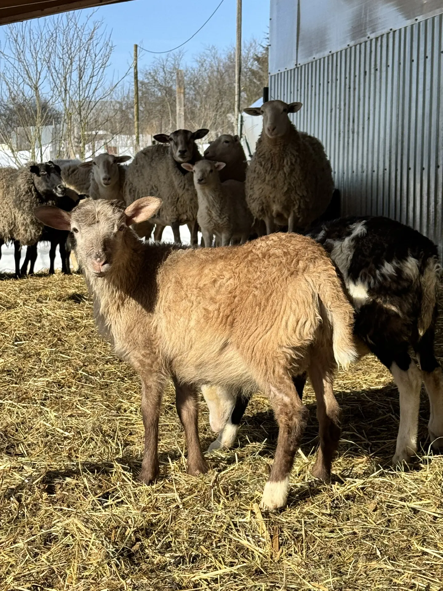 ОК ФЕРМА 🐣🦆🪿🦉🐗🐏🐑🐓🦃🐇 — канал в мессенджере MAX