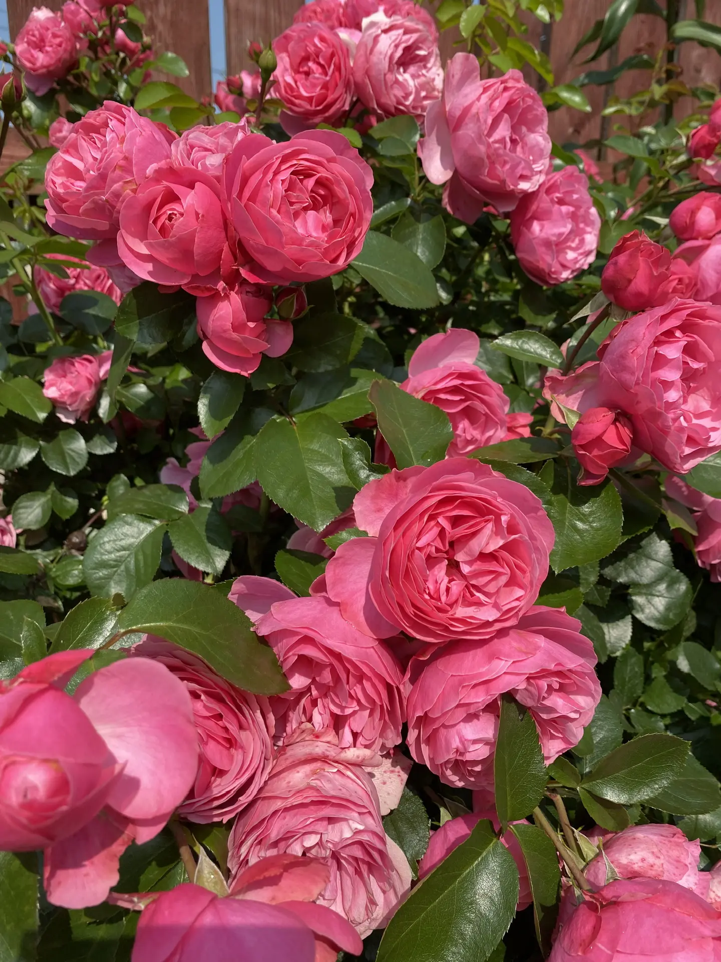 МБОУ Б-Вишенская СОШ