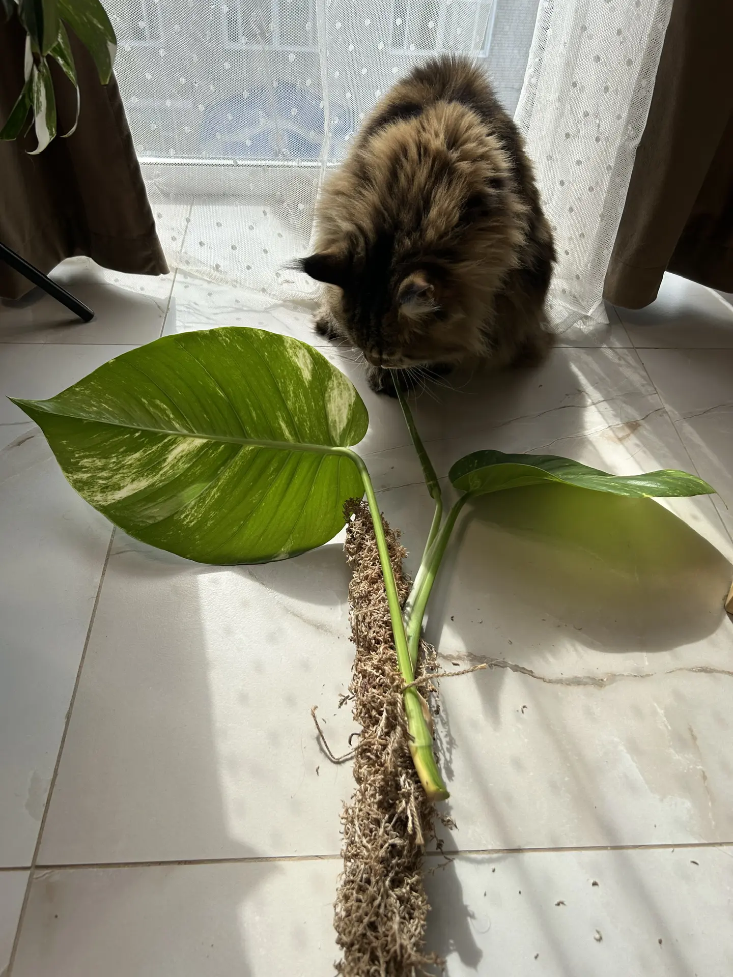 Домашние растения / комнатные цветы