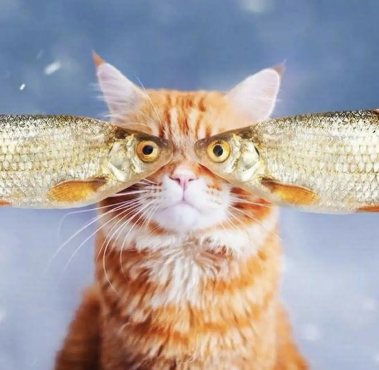 Дайте рыбов!