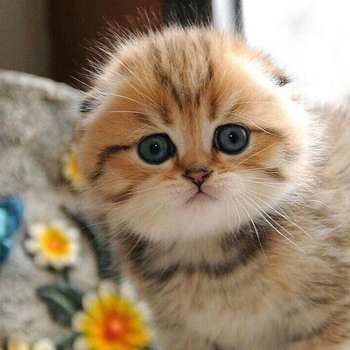 🐱Котики Online🐱