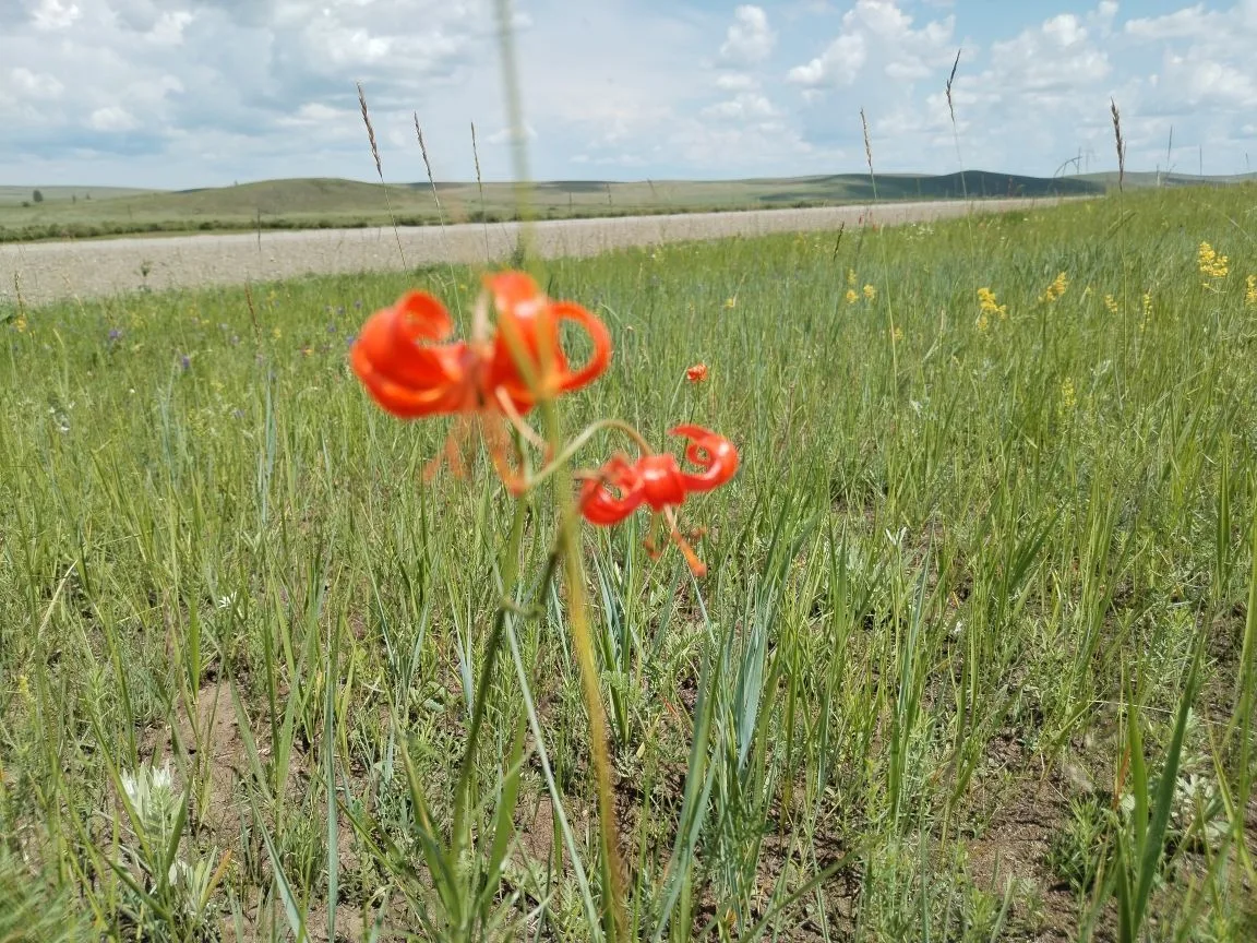 МБОУ Улан-Цацыкская ООШ