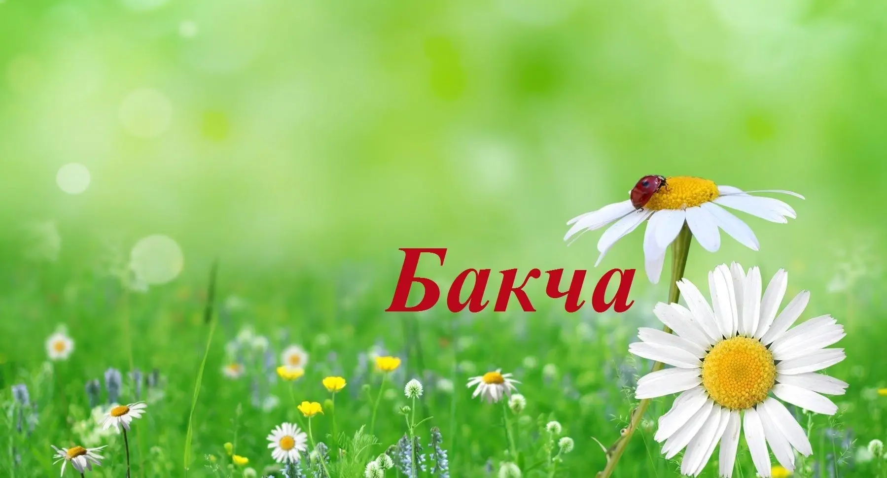 Бакча