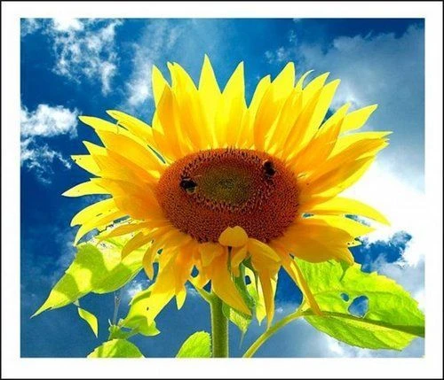 МБДОУ д/с 31 "Подсолнушек" г.Новошахтинск