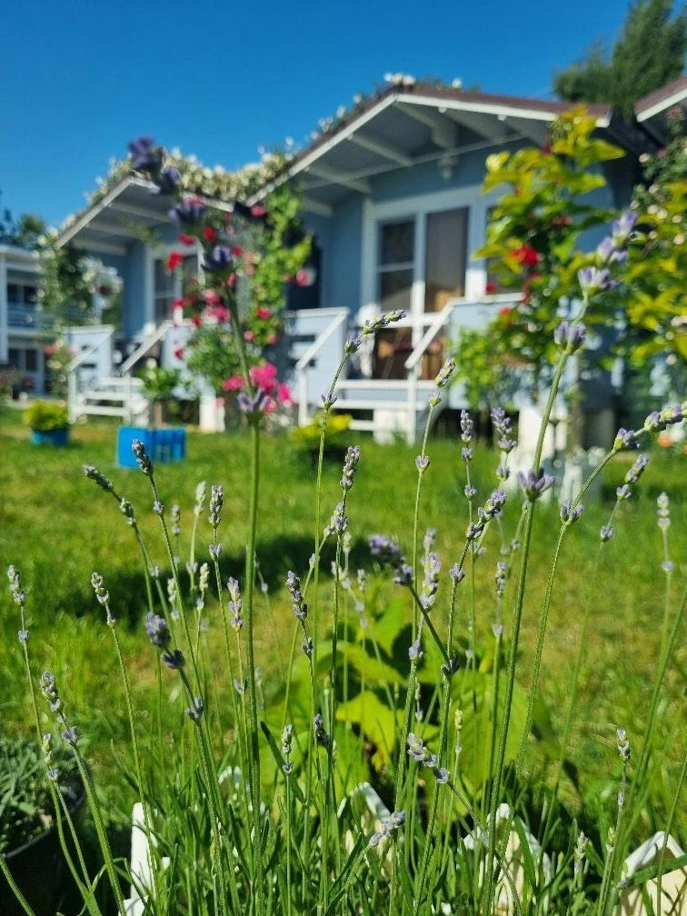 Вилла Лаванда Абхазия, Пицунда/Отдых в Абхазии