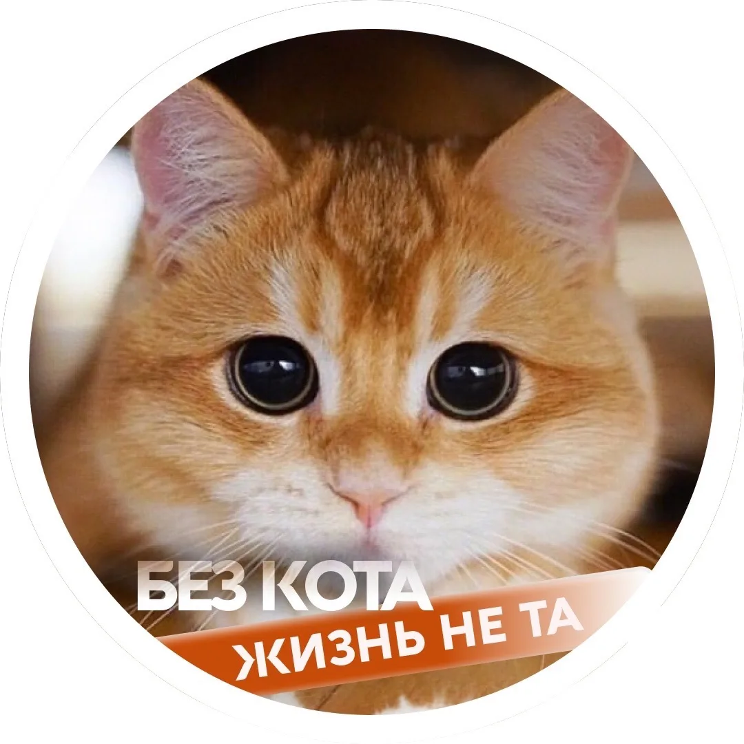 Без кота жизнь не та — канал в мессенджере MAX