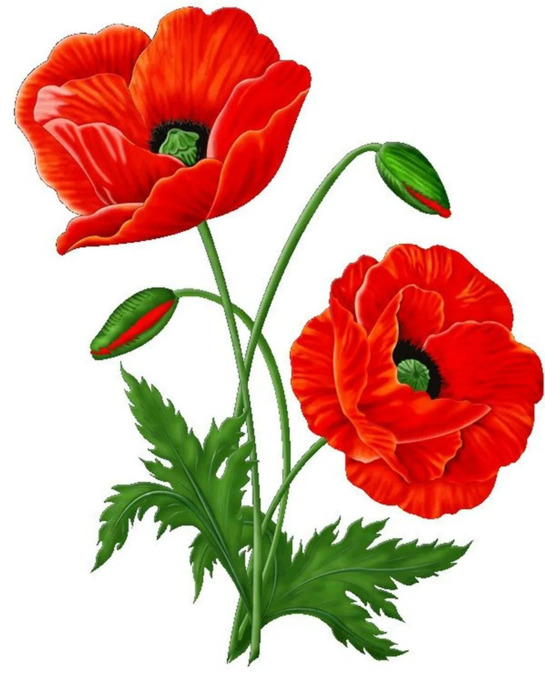 МБДОУ детский сад N105 "Красный мак" г. Брянска