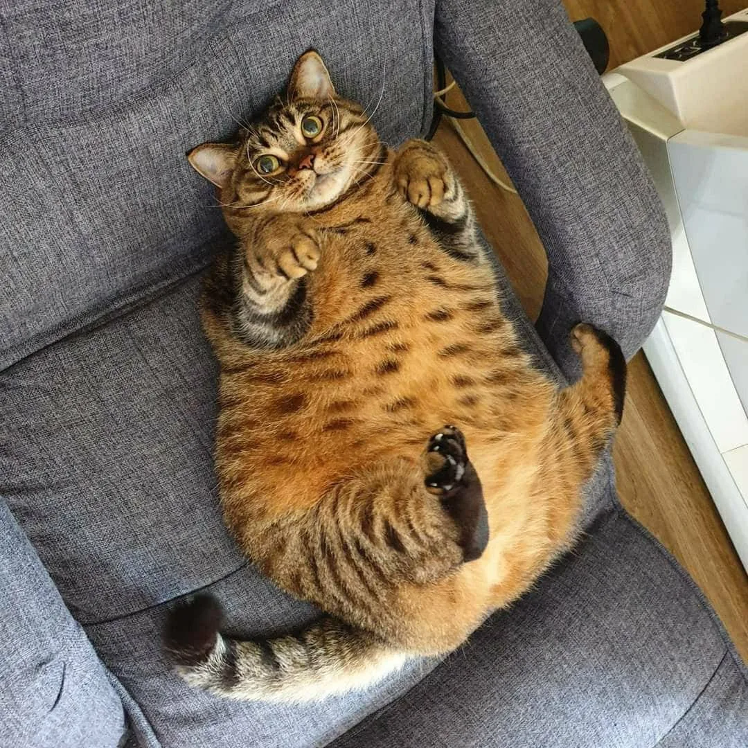 Котомания — канал в мессенджере MAX