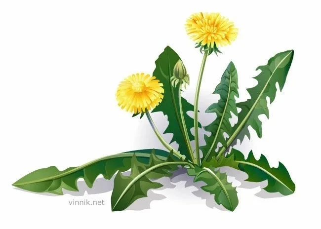 МДОУ Д/С "ОДУВАНЧИК" Г.БАЛАШОВА