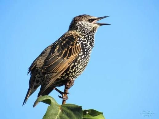 МБДОУ детский сад № 106 «Скворушка» г.Брянска