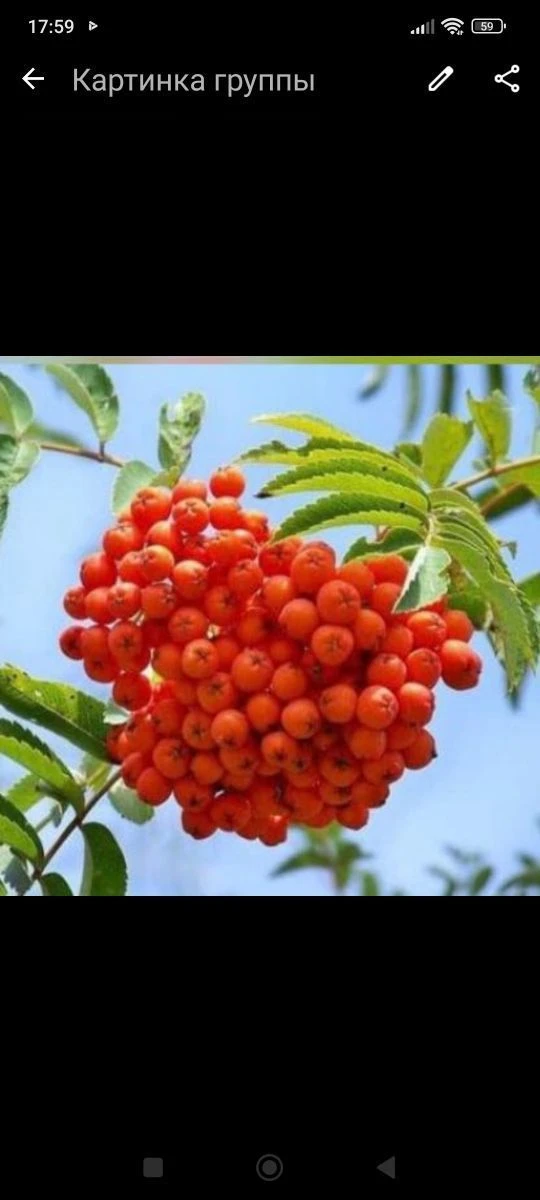 МБДОУ детский сад №4 "Рябинушка" г. Брянска