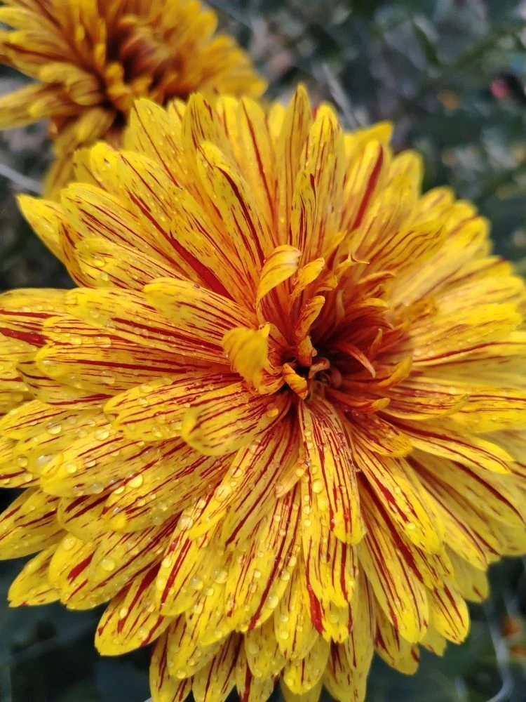 МОУ СШ № 27 им. С.В. Лежнева