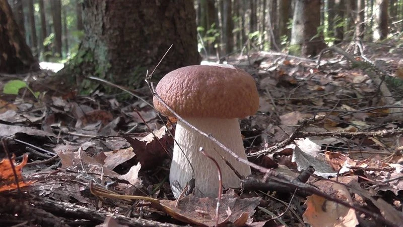 Грибы России