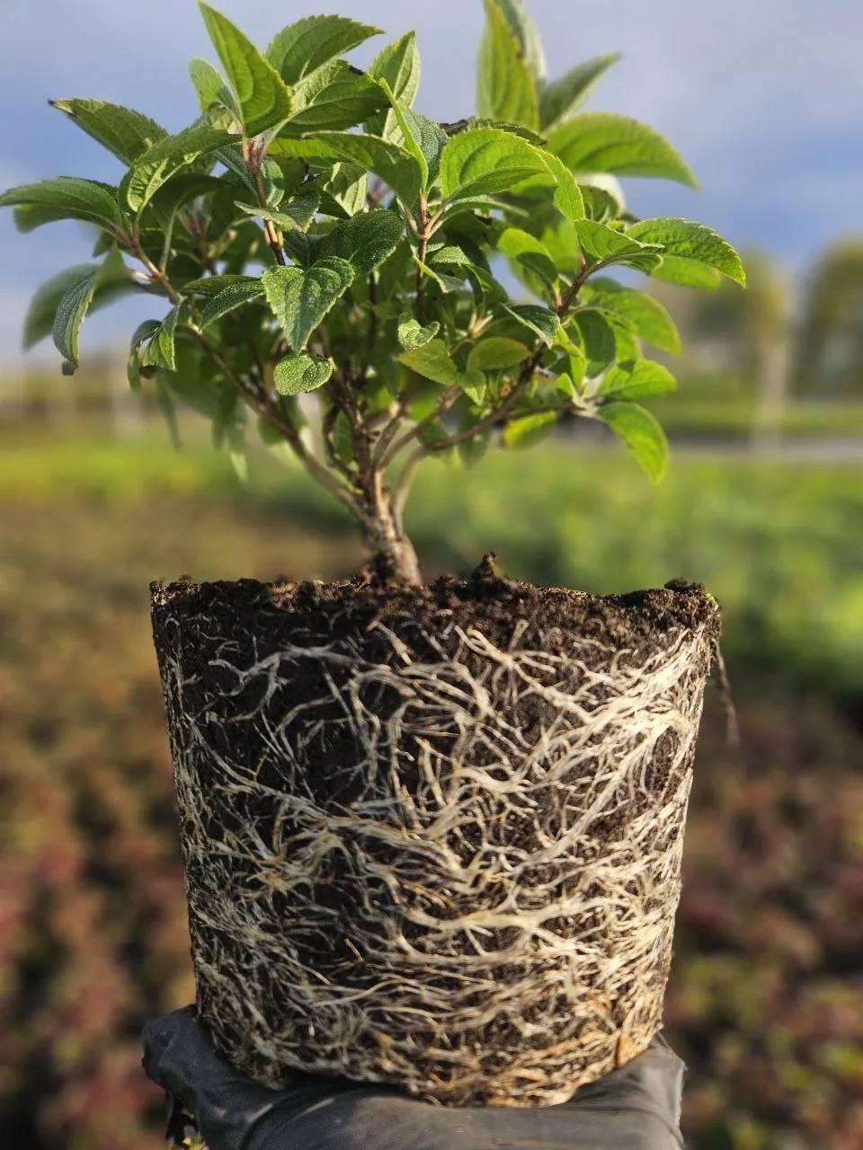 💧Капельный полив