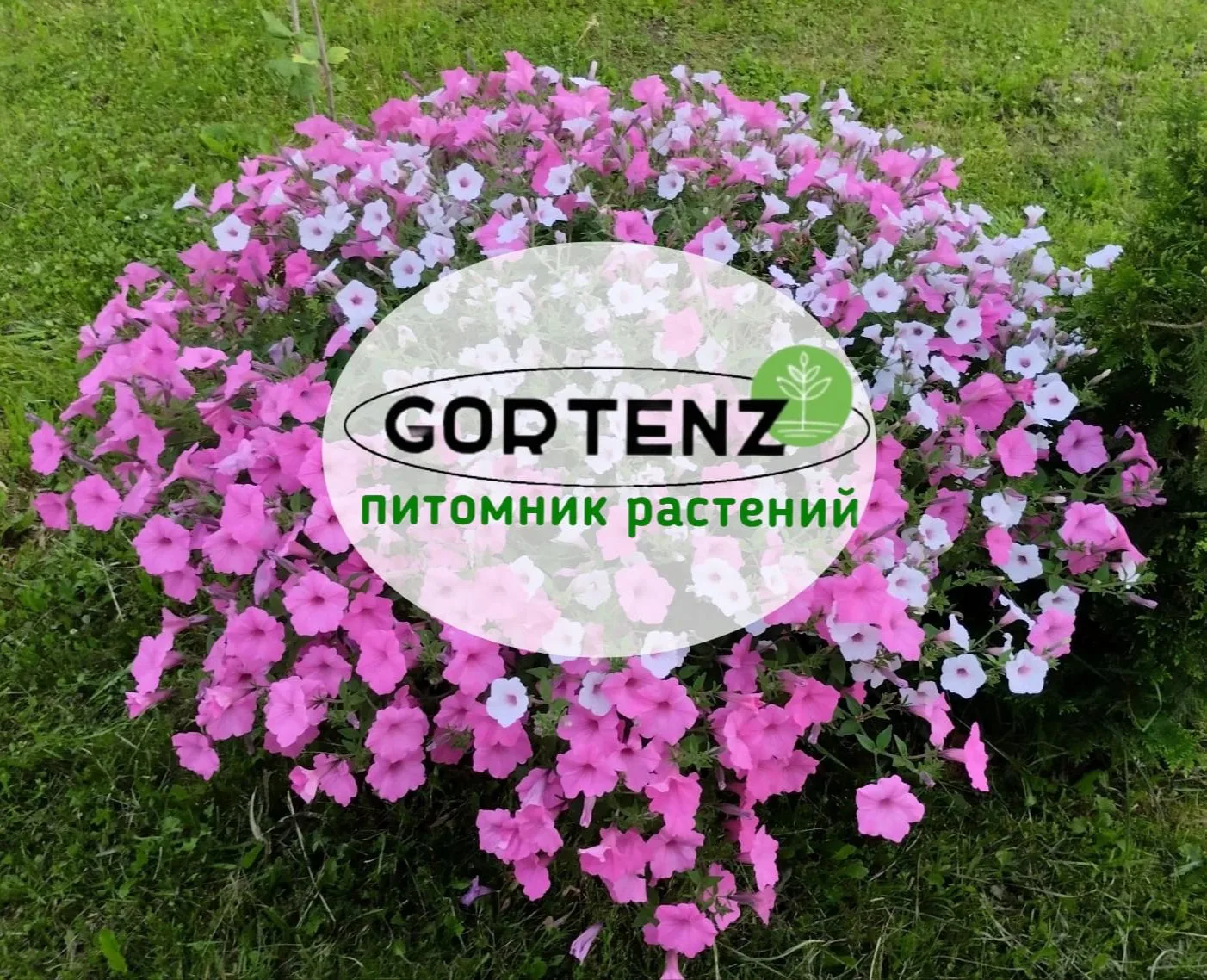 GORTENZ питомник растений