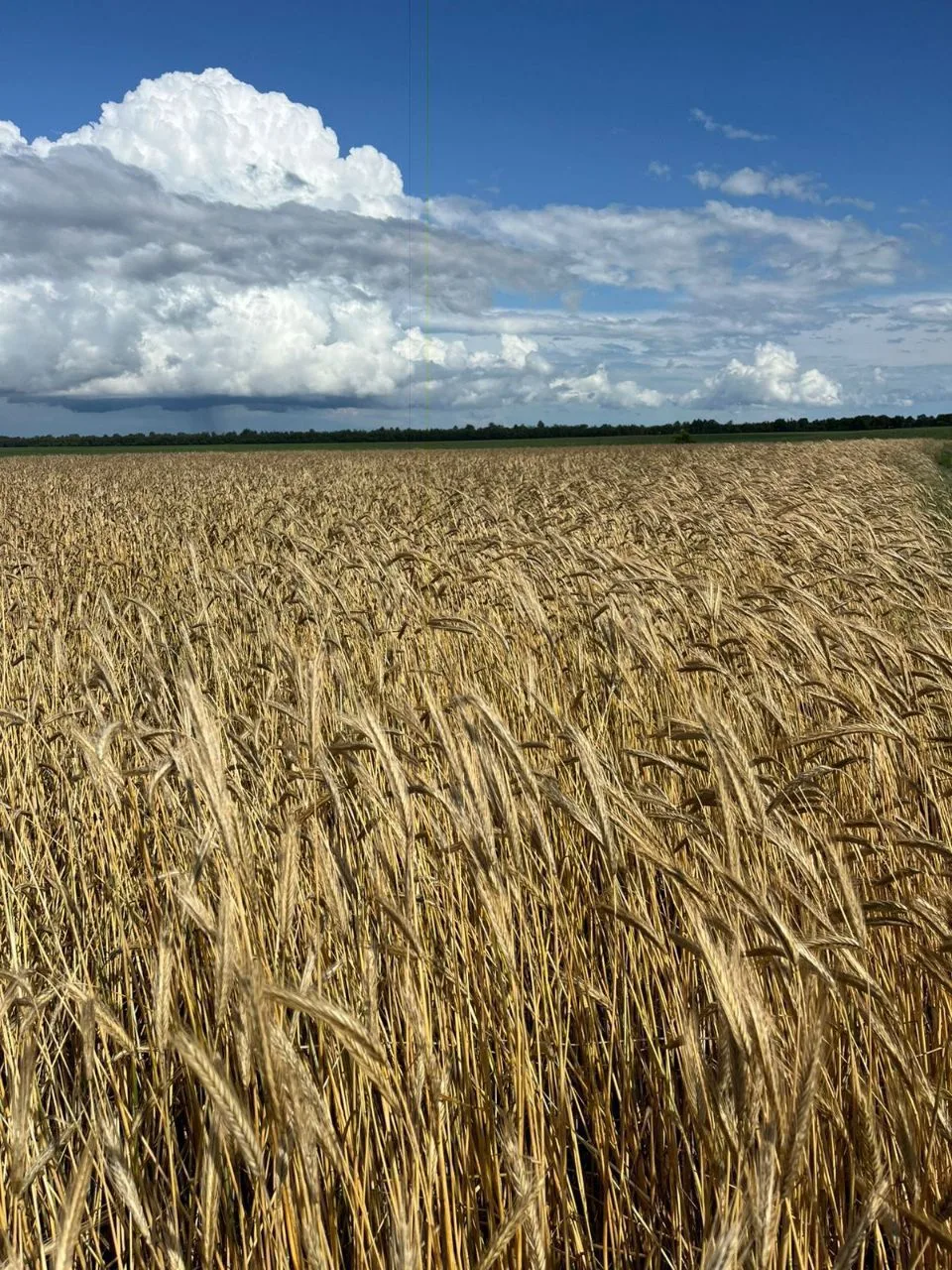 Администрация Салтынского сельского поселения Урюпинский муниципальный район Волгоградской области