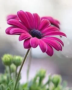 СНТ Волга инфо