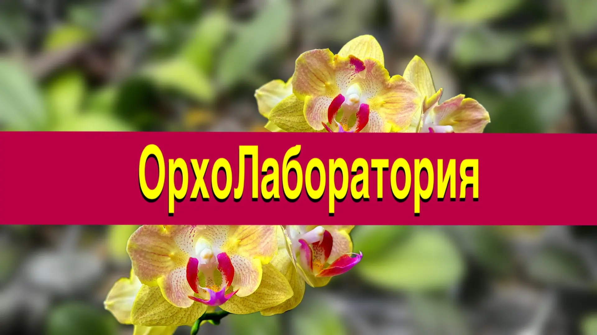 Орхо Лаборатория| Выращиваем орхидеи с нуля — канал в мессенджере MAX
