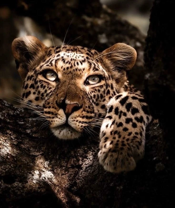 Логотип канала