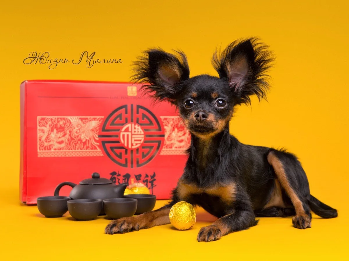 Тойчикомания по Русски