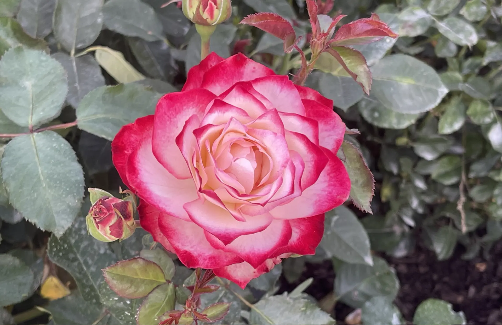 Моя дачная жизнь. Людмила