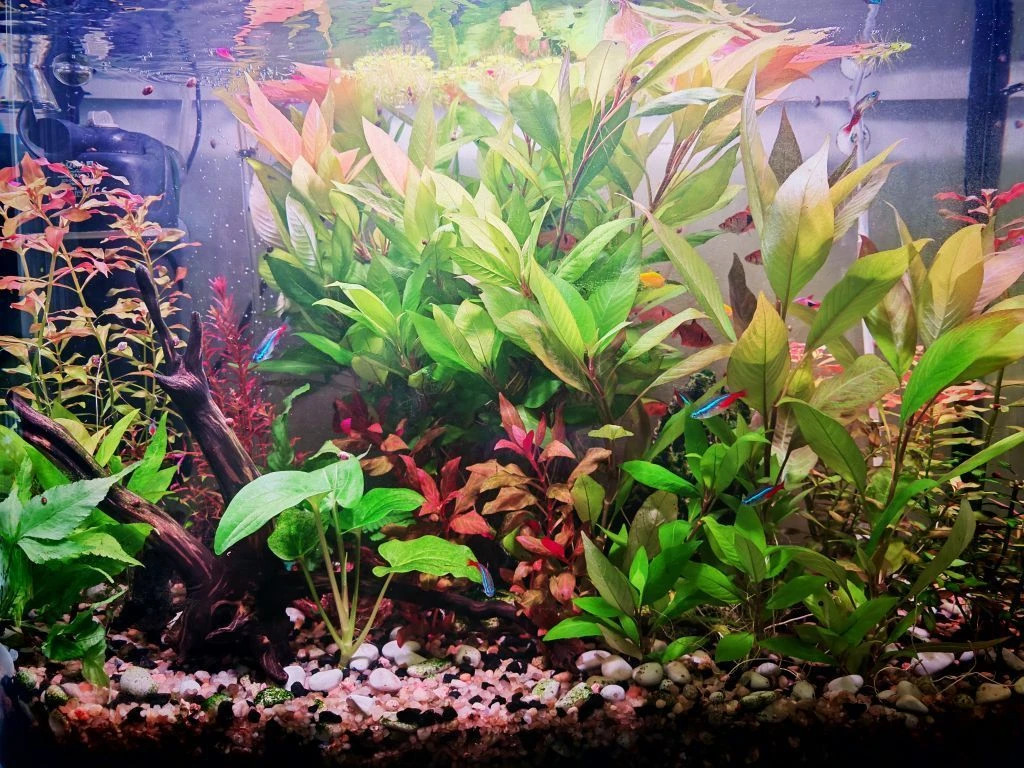 🌿ПОДВОДНЫЙ САД🌿 — канал в мессенджере MAX