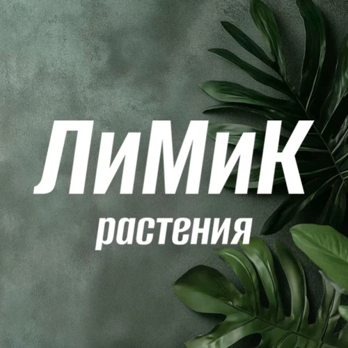 ЛиМиК растения LiMiKplant клоны растений (Алоказии, монстеры и пр.) — канал в мессенджере MAX