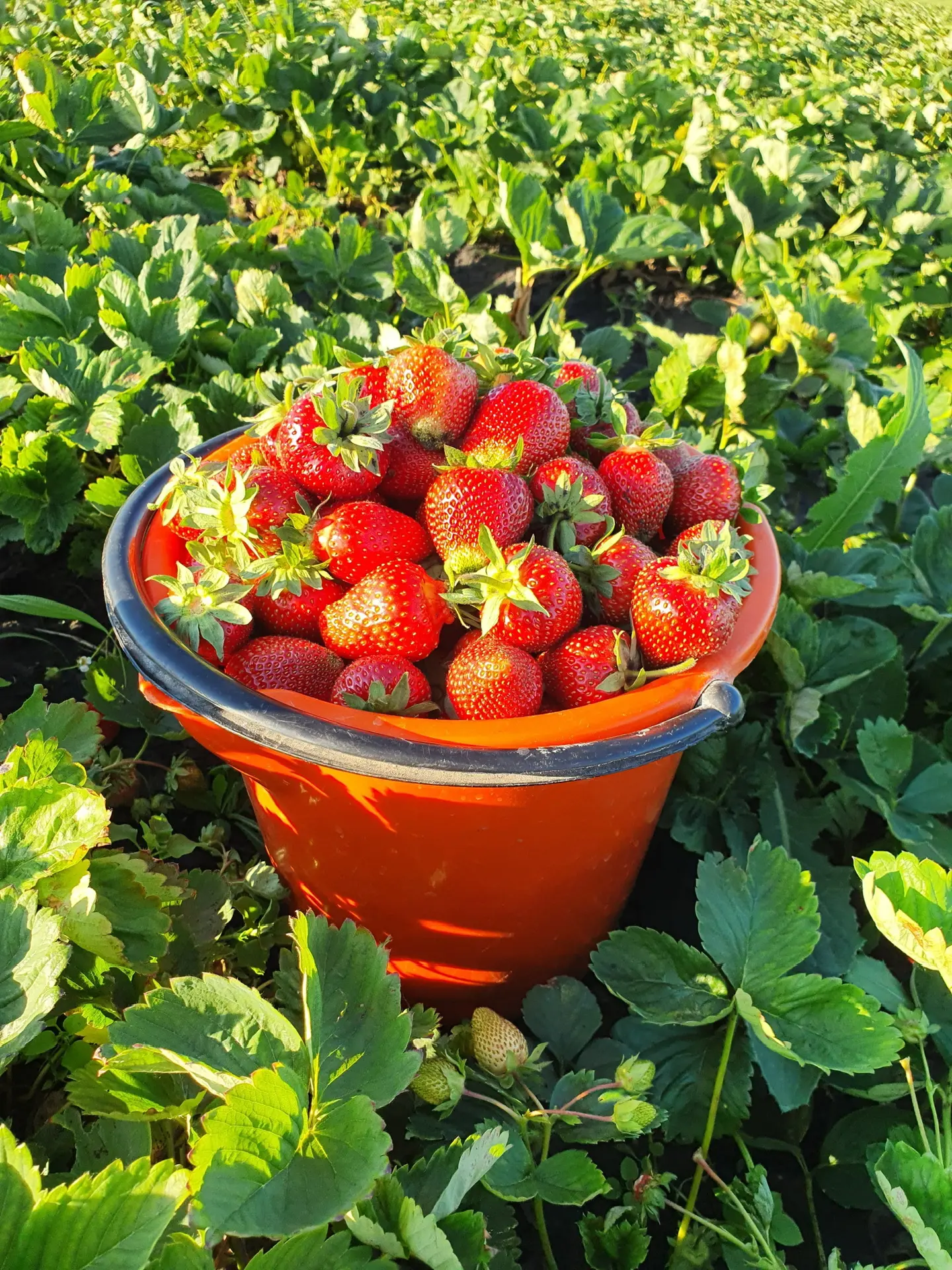 Клубника Новые Высли 🍓 — канал в мессенджере MAX