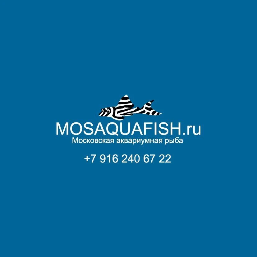Московская аквариумная рыба — канал в мессенджере MAX
